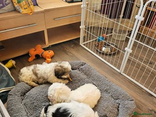 Malshi dogs GORGEOUS MALSHI PUPPIES AVAILABLE - Advert 8