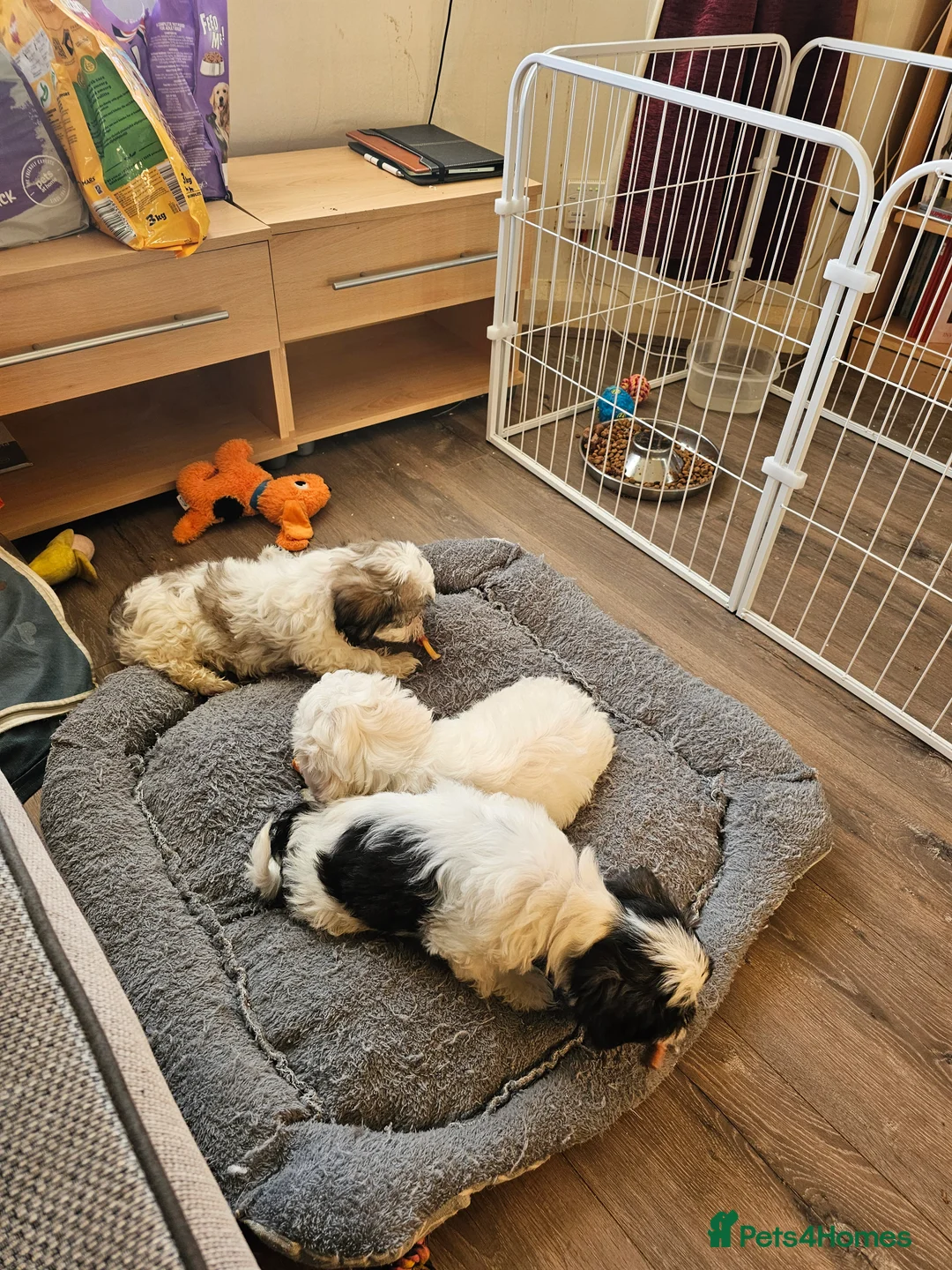 Malshi dogs for sale: GORGEOUS MALSHI PUPPIES AVAILABLE - Advert 1