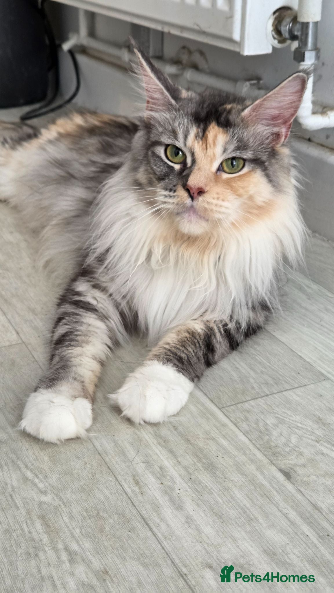 Maine Coon cats Maine coon - Advert 2