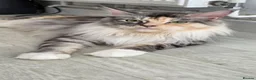 Maine Coon cats for sale: Maine coon - Advert 1