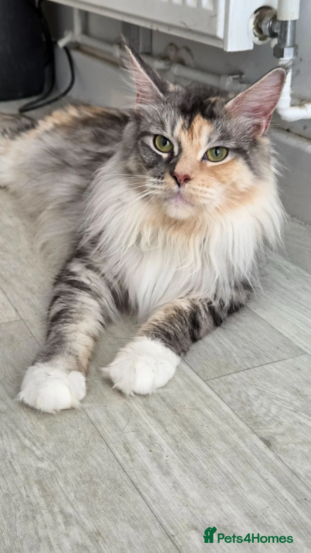 Maine Coon cats for sale: Maine coon - Advert 1