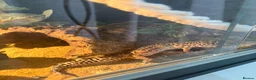 Leopard Gecko reptiles for sale: Leopard gecko  - Advert 3