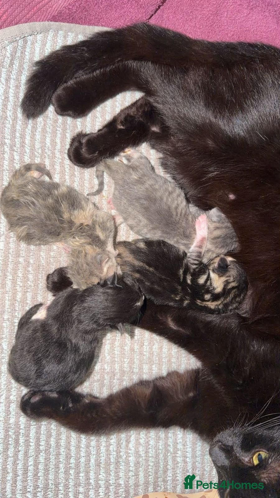 Mixed Breed cats Beautiful kittens  - Advert 8