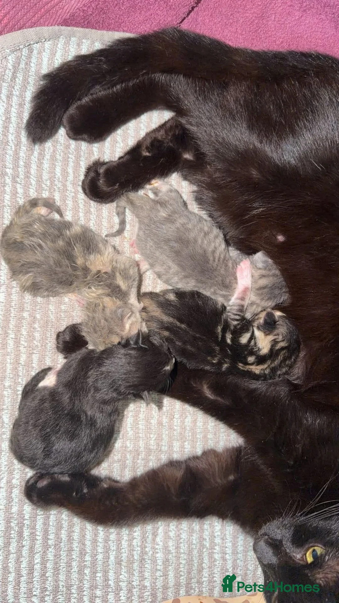 Mixed Breed cats for sale: Beautiful kittens  - Advert 1