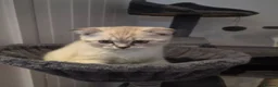 Scottish Fold cats for sale: Scottish Fold - Advert 5
