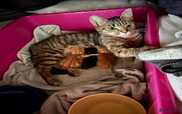 Mixed Breed cats for sale: 2 boy kittens for sale  - Image 5