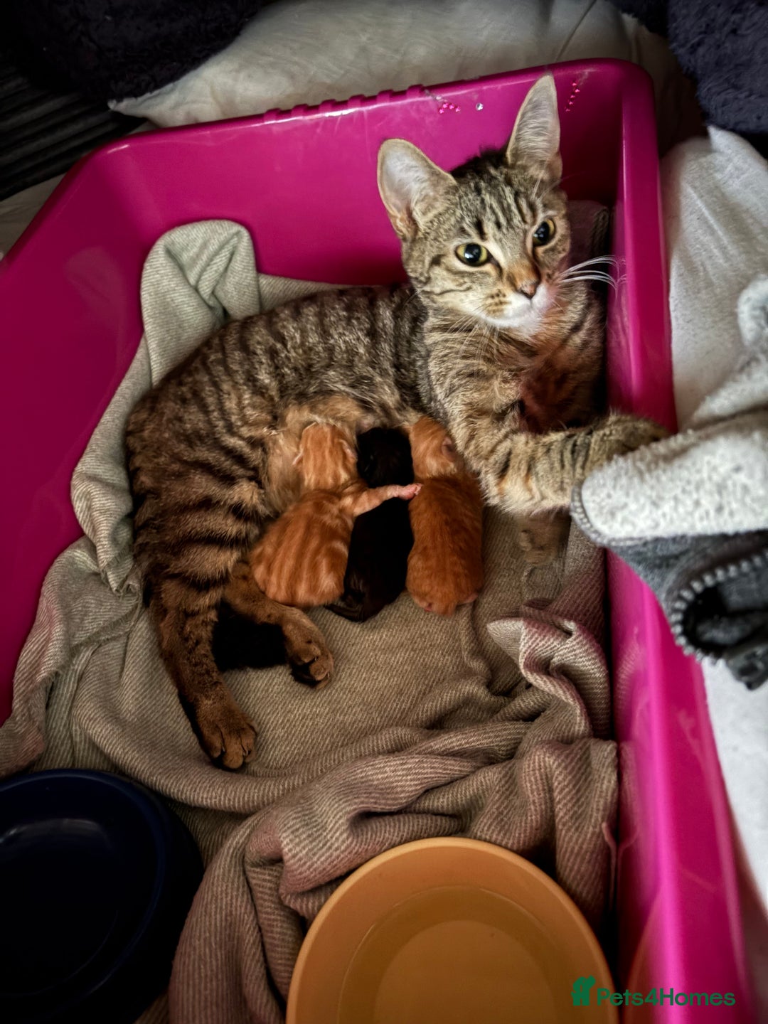 Mixed Breed cats for sale: 2 boy kittens for sale  - Image 5