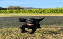 Cockerdor dogs for sale: Cockerdor puppies - Image 11