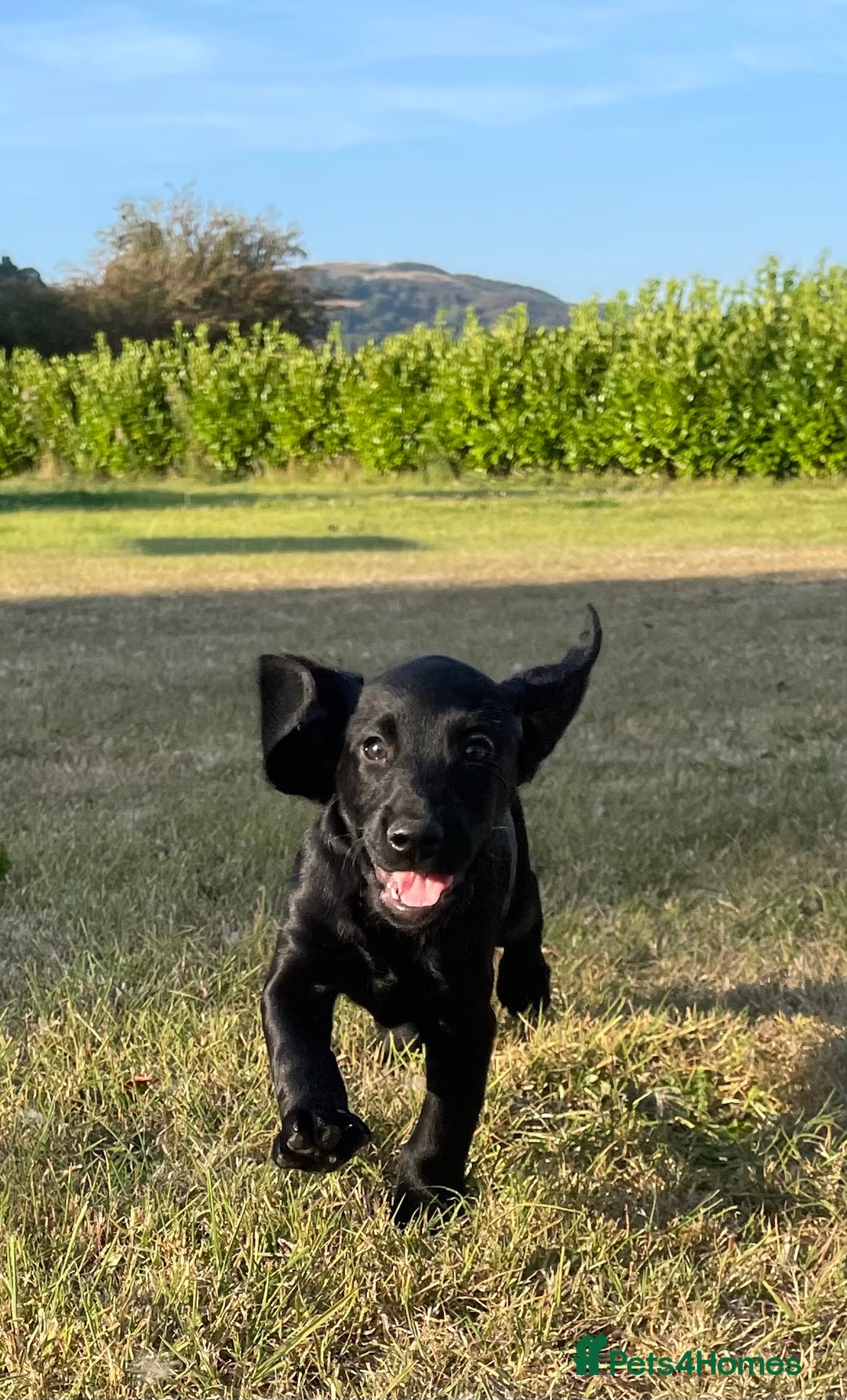 Cockerdor dogs for sale: Cockerdor puppies - Image 11