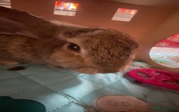 Rex rabbits for sale: Mini Rex needs rehoming - Image 5