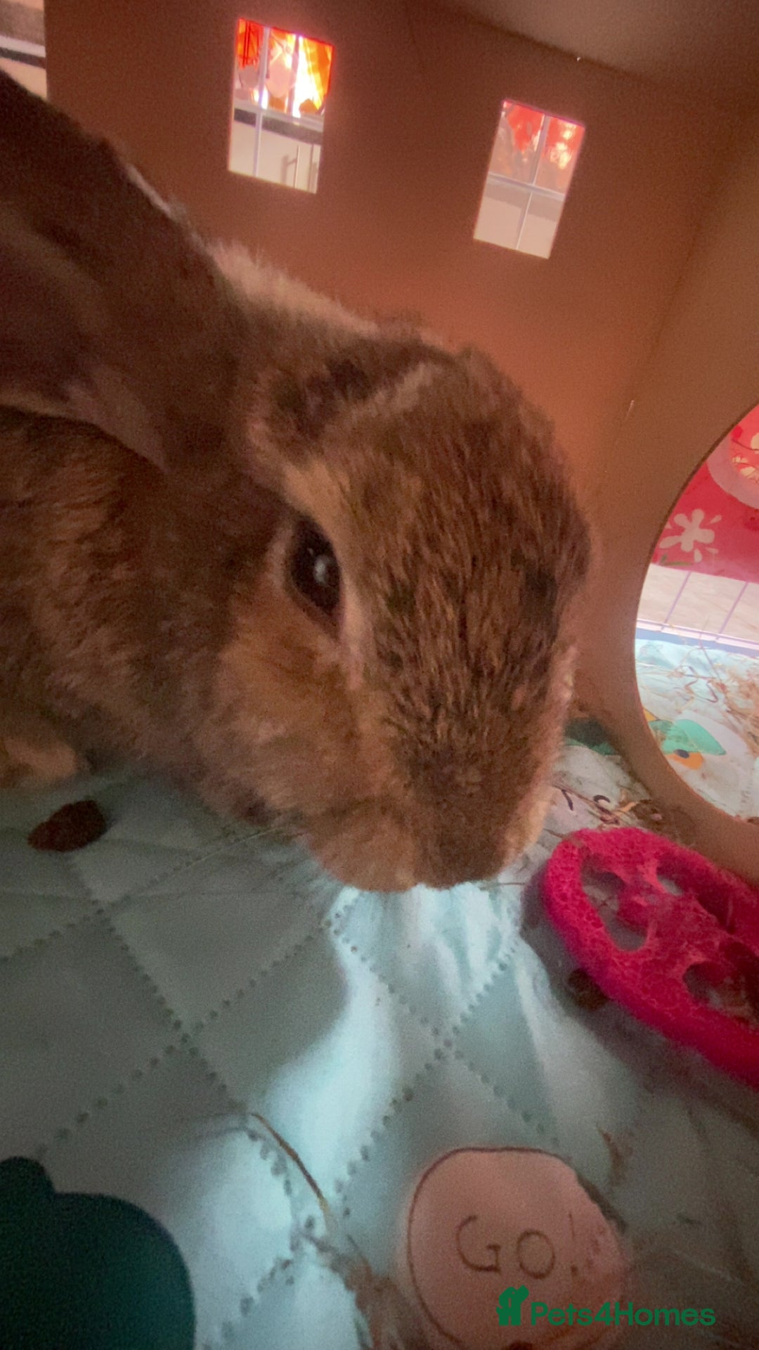 Rex rabbits for sale: Mini Rex needs rehoming - Image 5