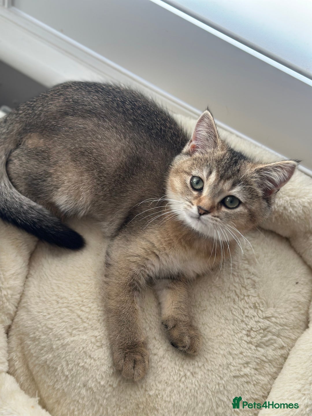 British Shorthair cats for sale: ‼️Ready now, last kitten left TICA registered  - Image 2