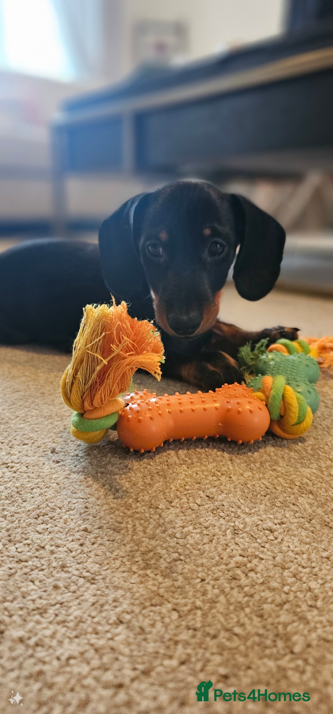 Miniature Dachshund dogs for stud: Miniature Dacshund STUD -FULLY HEALTH & DNA TESTED - Image 11