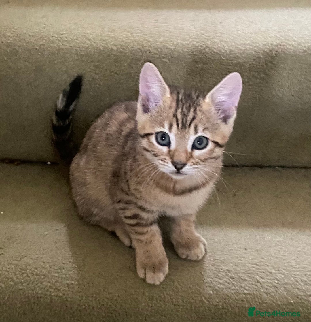 Bengal cats for sale: 3 BengalX kittens  - Image 14