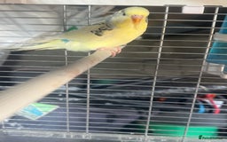 Budgerigars birds for sale: 6 baby budgies for sale  - Image 19