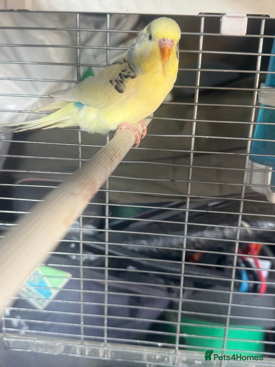 Budgerigars birds for sale: 6 baby budgies for sale  - Image 19