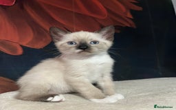 Snowshoe cats for sale: Four beautiful snowshoe kittens  - Image 4