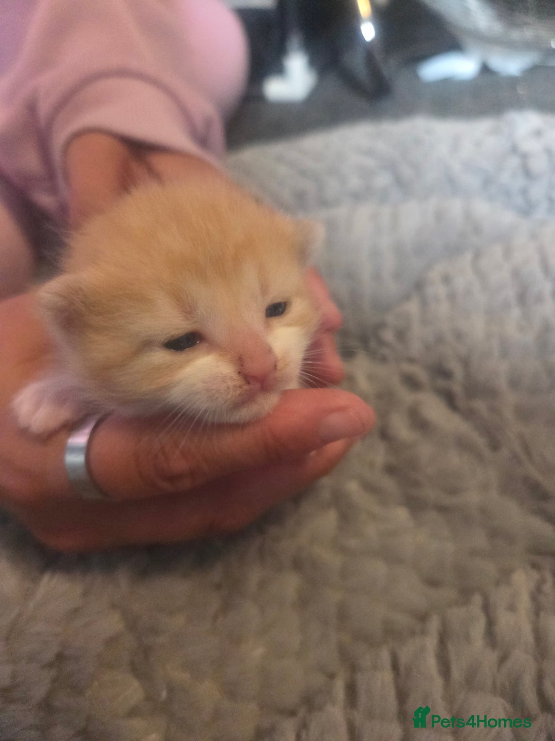 Mixed Breed cats for sale: Nearly 3 weeks old kittens  - Image 7