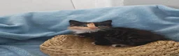 Mixed Breed cats for sale: Beautiful Kittens Videos in Barnsley - Advert 24