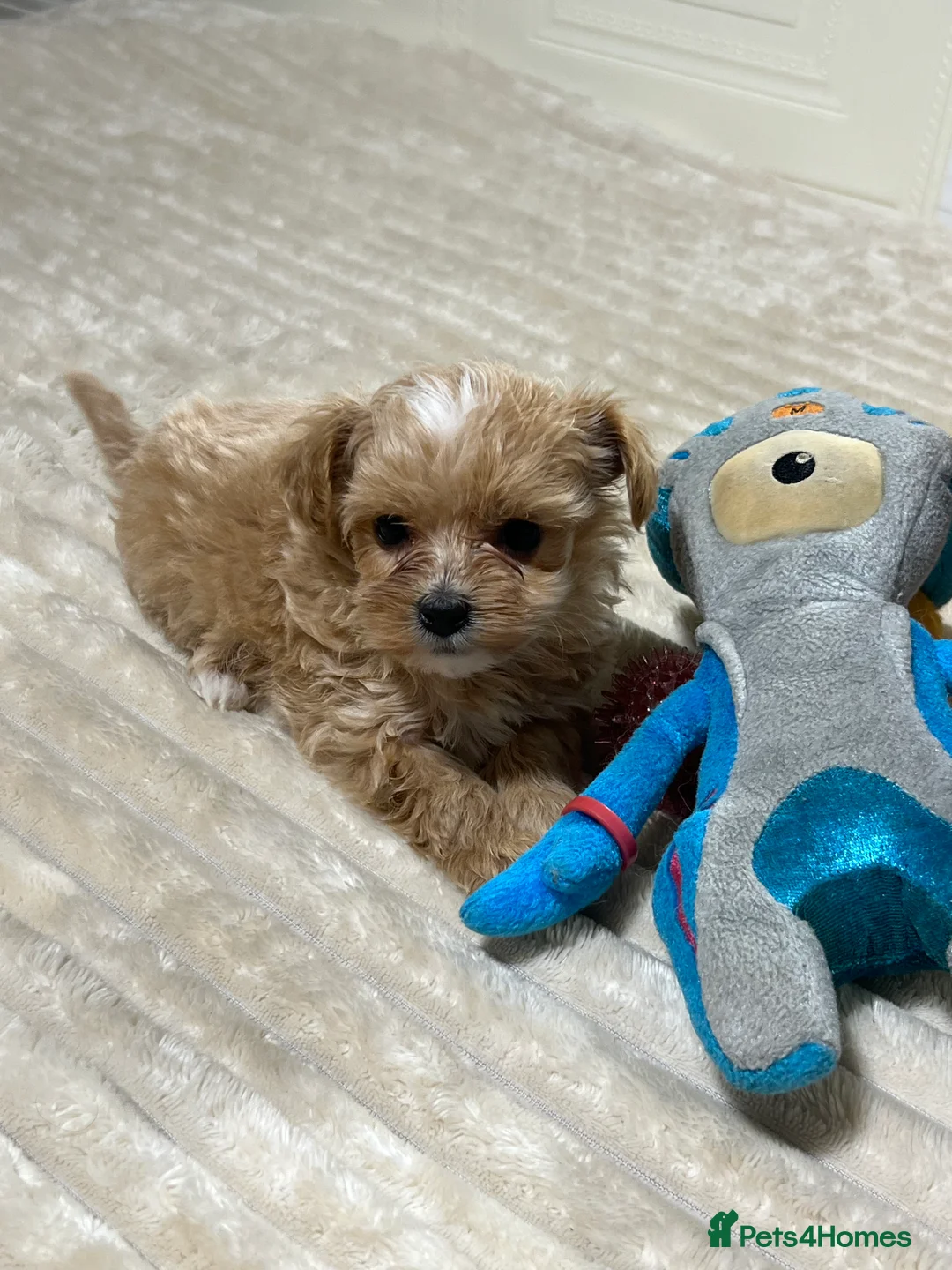 Maltipoo dogs for sale: 🩷3 Gorgeous Maltipoo Puppies🩷 - Advert 5
