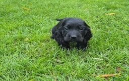 Cocker Spaniel dogs for sale: KC Reg Show Type Cockers - Advert 9