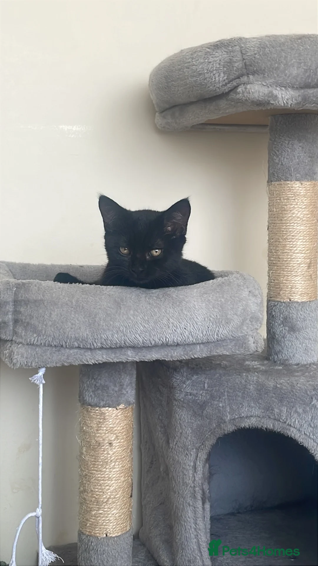 Mixed Breed cats for sale: 4 month kitten  - Advert 3