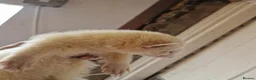 Ferret rodents for sale: Ferret 10w male  friendly  large cage can deliver  in High Peak - Advert 2
