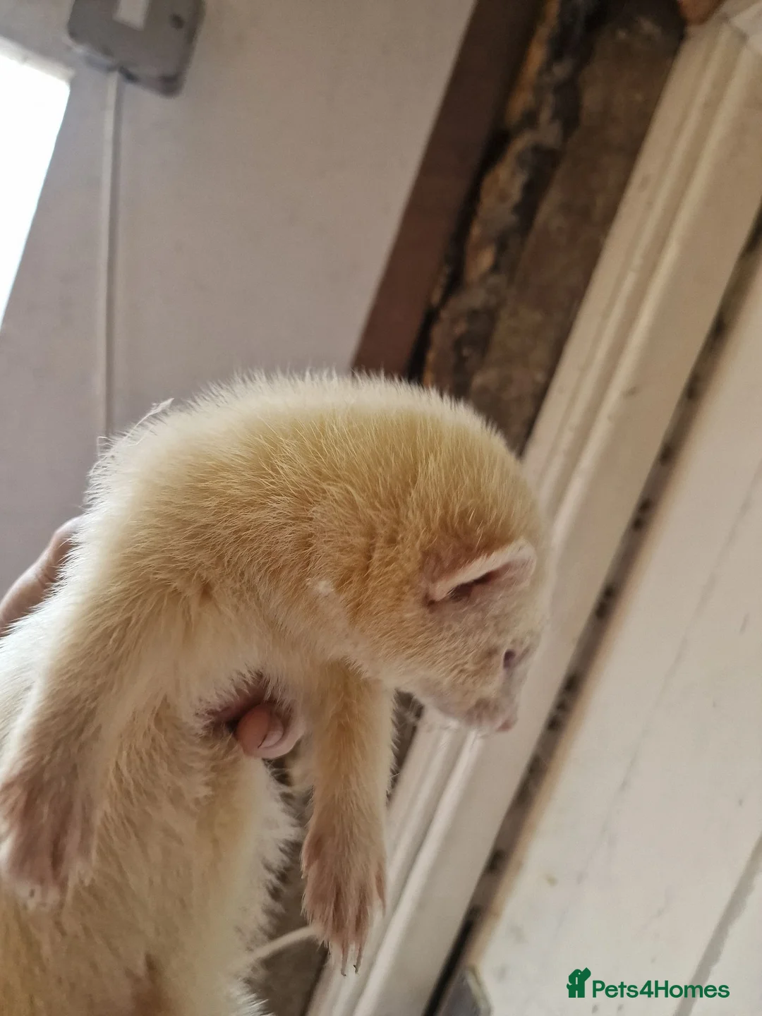 Ferret rodents for sale: Ferret 10w male  friendly  large cage can deliver  in High Peak - Advert 2