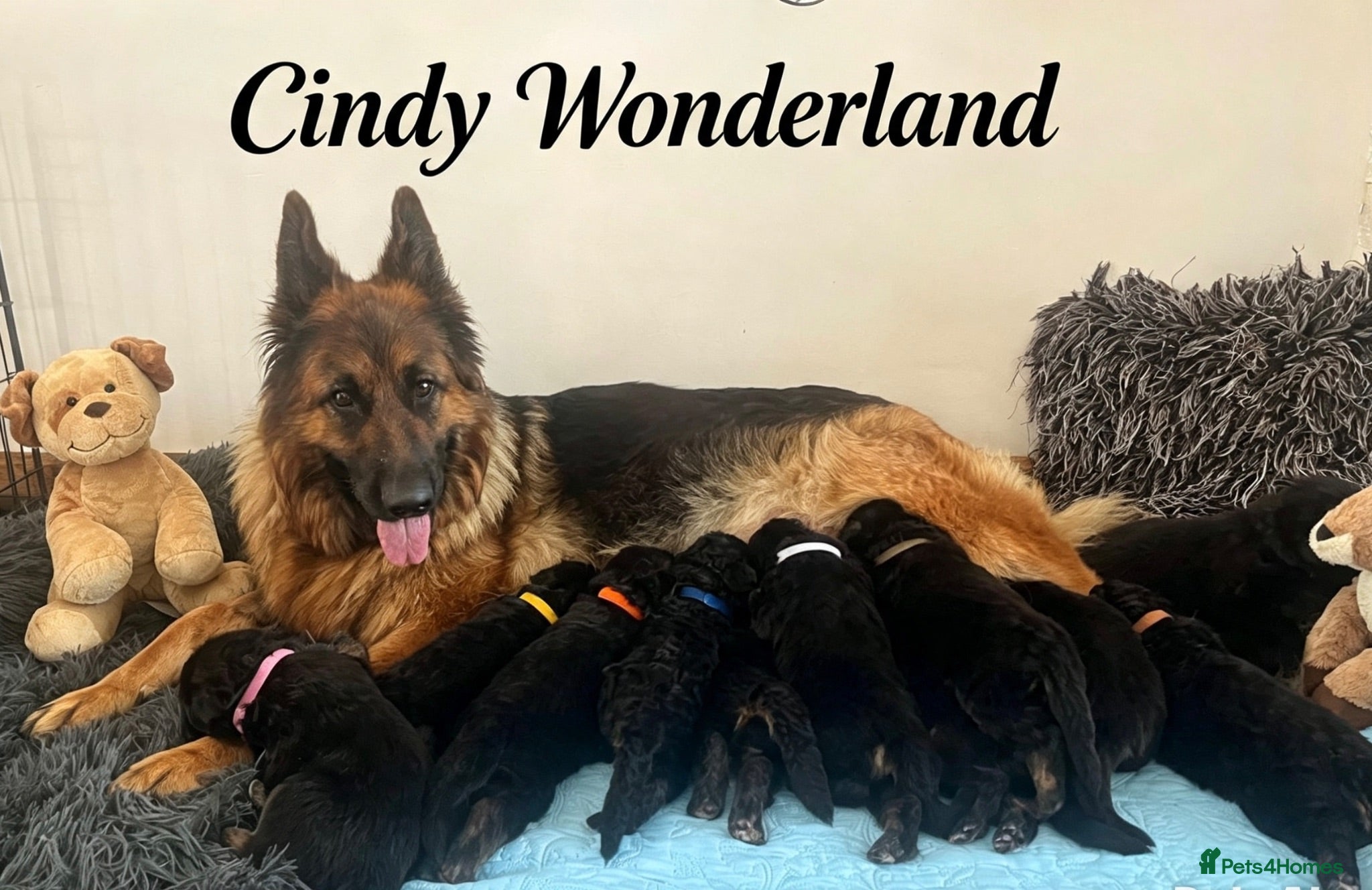 German Shepherd dogs Stunning GSD puppies for sale  - Advert 6