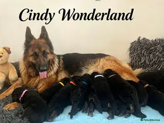 German Shepherd dogs Stunning GSD puppies for sale - Advert 6