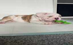 English Bulldog dogs for stud: British Bulldog Stud - First time available.  - Image 3
