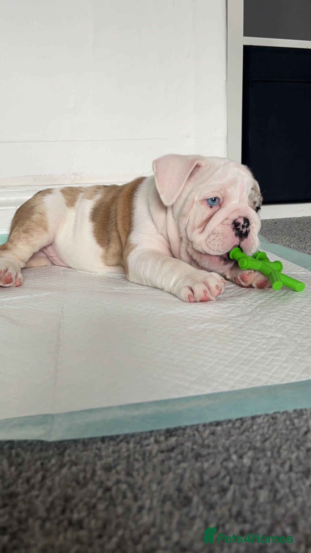 English Bulldog dogs for stud: British Bulldog Stud - First time available.  - Image 3