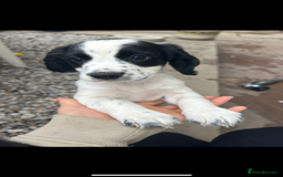 Cocker Spaniel dogs for sale: KC registered working Cocker Spaniel puppies - Image 5