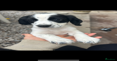 Cocker Spaniel dogs - Advert 4