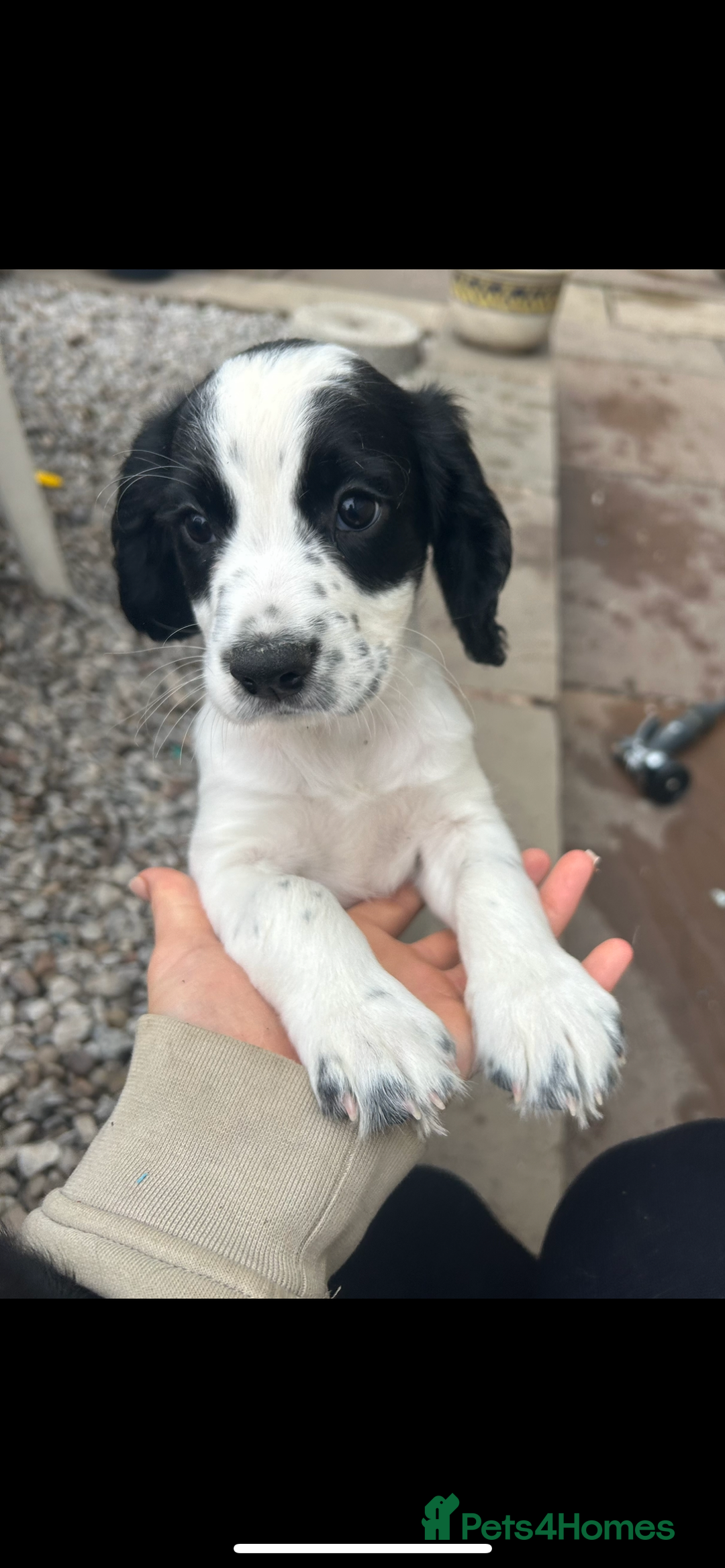 Cocker Spaniel dogs for sale: KC registered working Cocker Spaniel puppies - Image 5