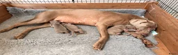 Weimaraner dogs for sale: Beautiful KC reg Weimaraner’s forever homes req - Advert 2