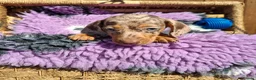 Dachshund dogs for sale: Minature Dachshund pups - Advert 10