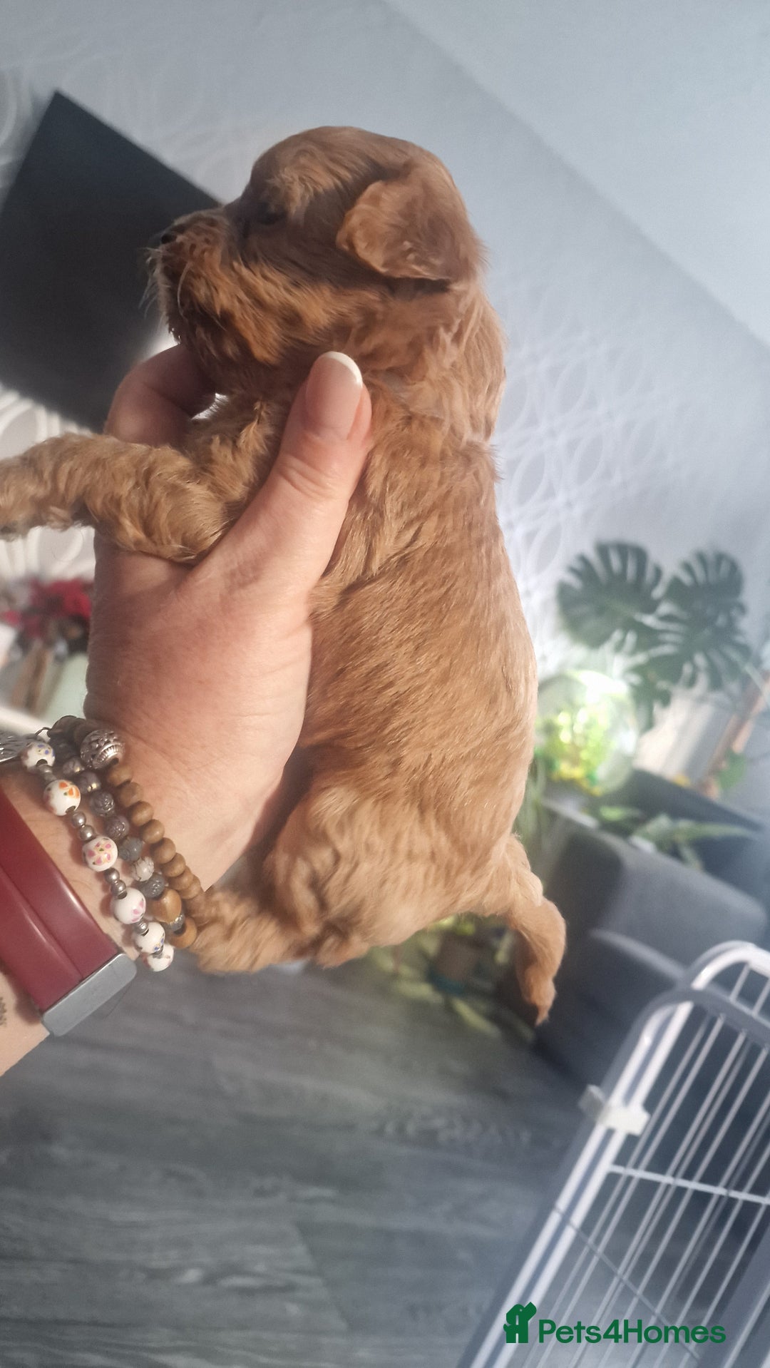 Chipoo dogs for sale: Asian chipoo  - Advert 8