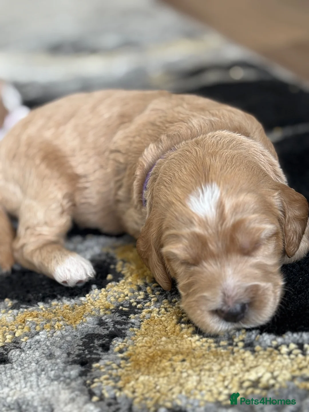 Mini Goldendoodle dogs for sale: Mini Goldendoodle  - Advert 2