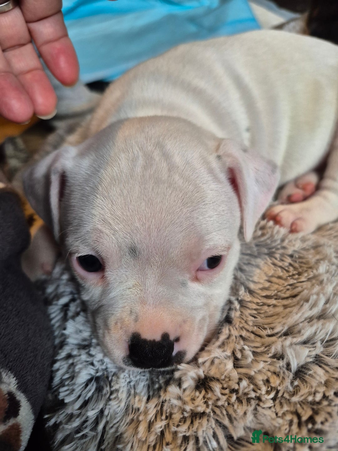 Staffordshire Bull Terrier dogs for sale: DNA HEALTH TESTED STAFFIE PUPPIES, BAER HEARING  - Advert 10