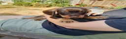 Miniature Dachshund dogs for sale: Miniature wire haired dachshunds - Advert 8