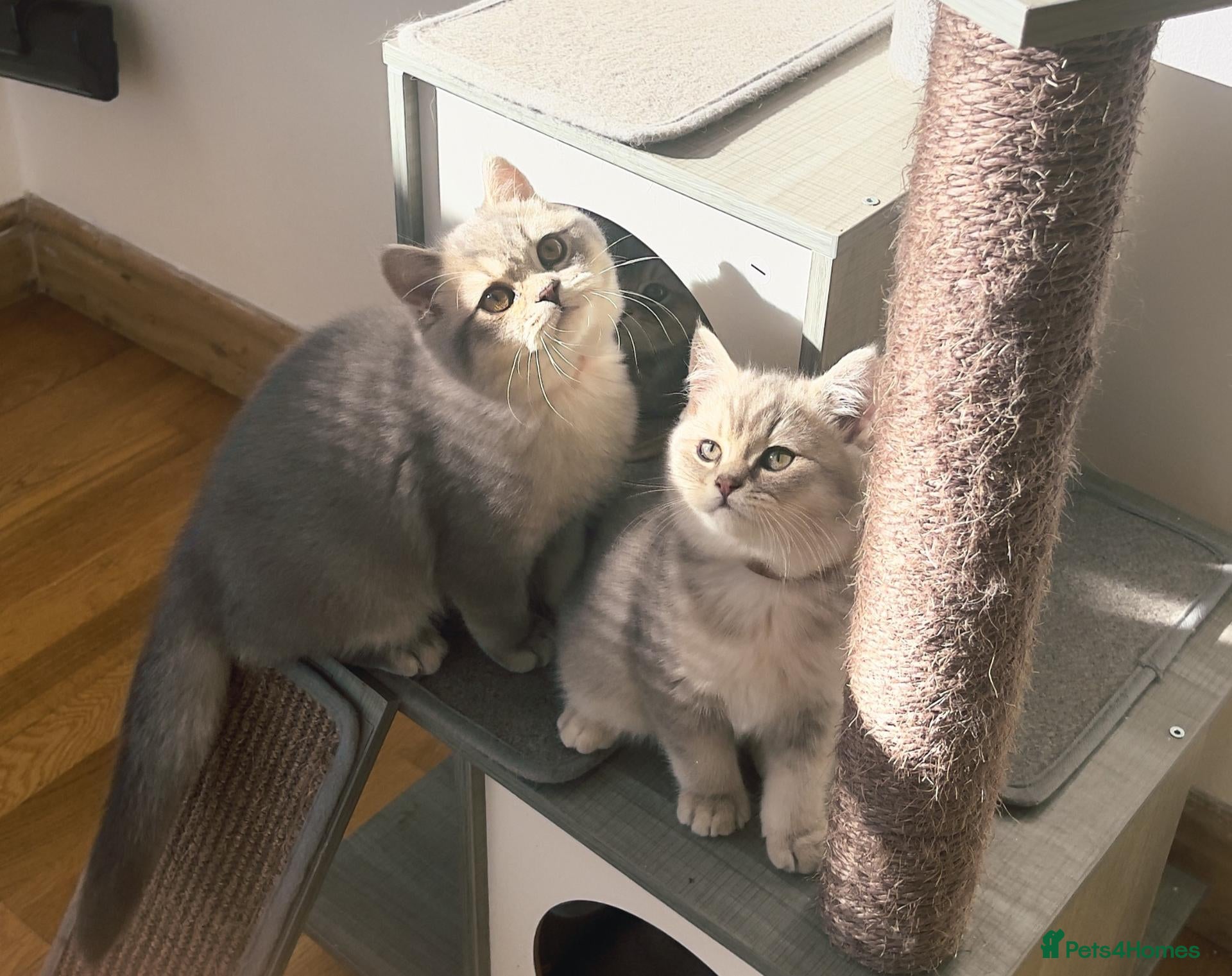 British Shorthair cats Girl Ready Now - GCCF/TICA British Shorthair - Advert 2