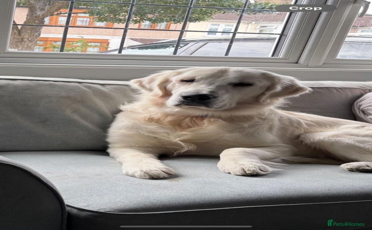 Golden Retriever dogs - Advert 7