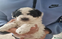 Cockapoo dogs for sale: F1b Cockapoo  - Image 1
