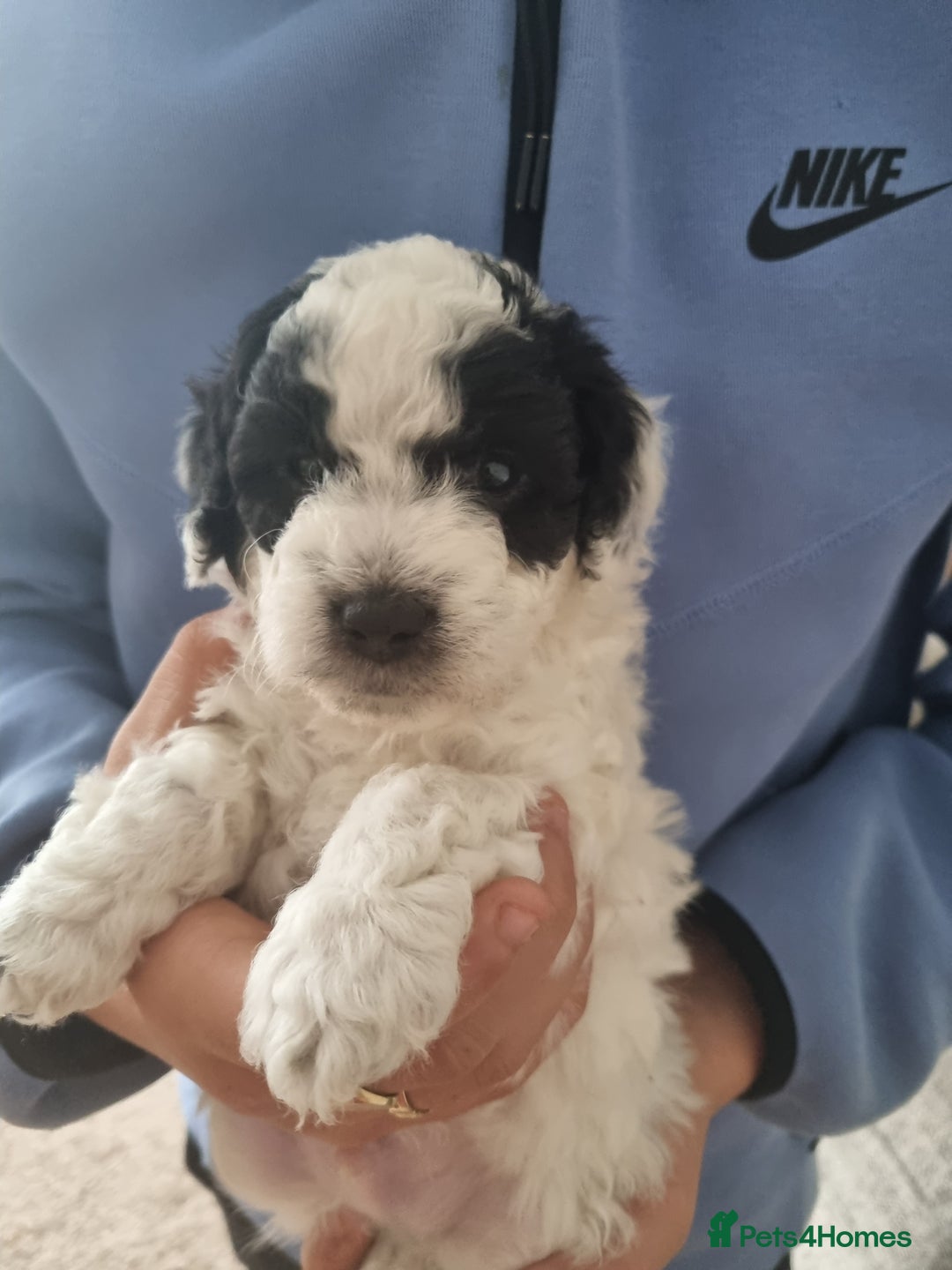 Cockapoo dogs for sale: F1b Cockapoo  - Image 1
