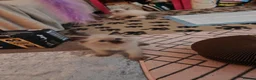 Ragdoll cats for sale: Lucky boy - Advert 14
