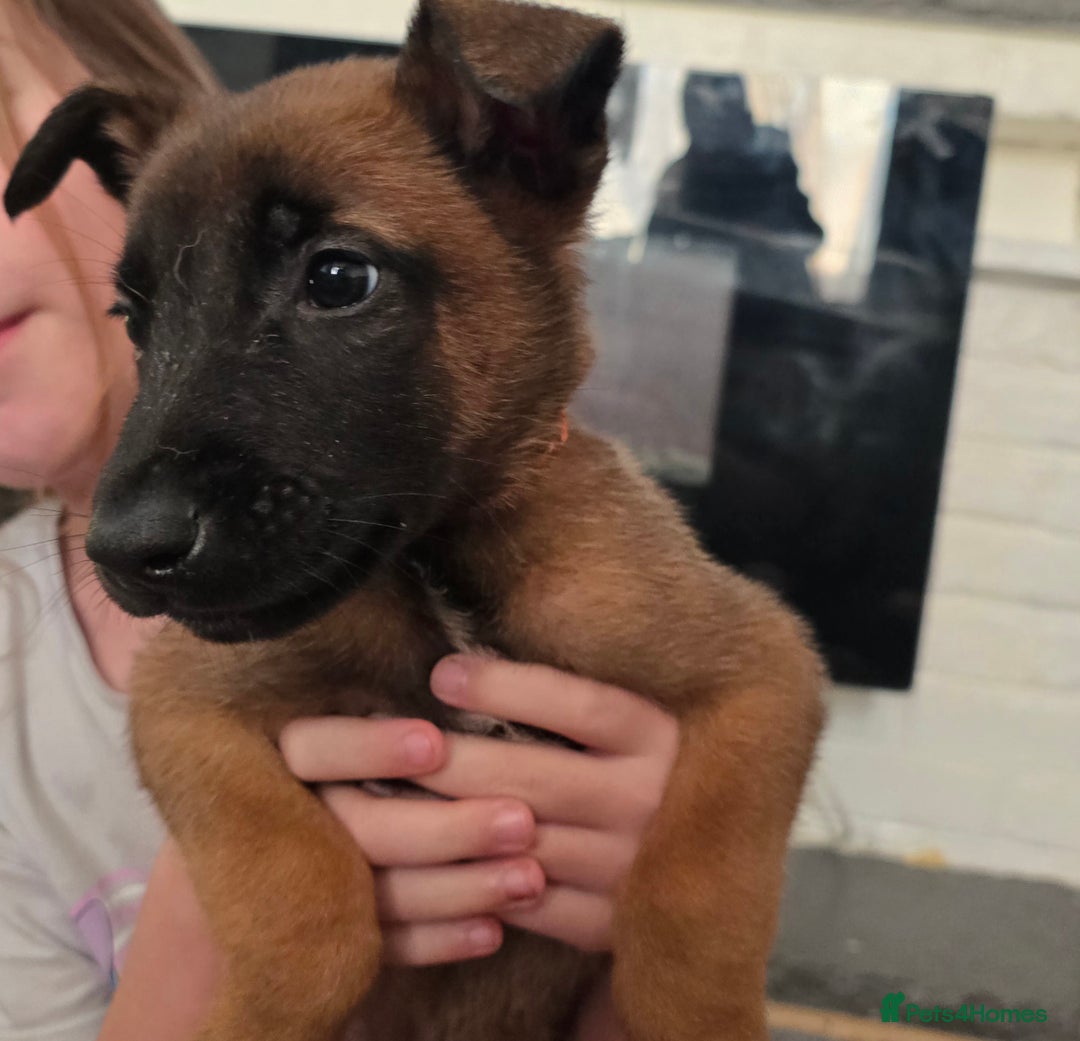Belgian Shepherd Dog dogs for sale: Belgium malinois pups  - Advert 8