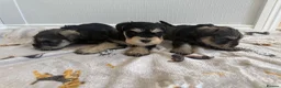 Miniature Schnauzer dogs for sale: 🐾 KC Registered Miniature Schnauzer Puppies 🐾 - Advert 19