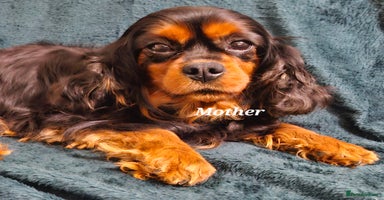 Cavapoo dogs - Advert 15