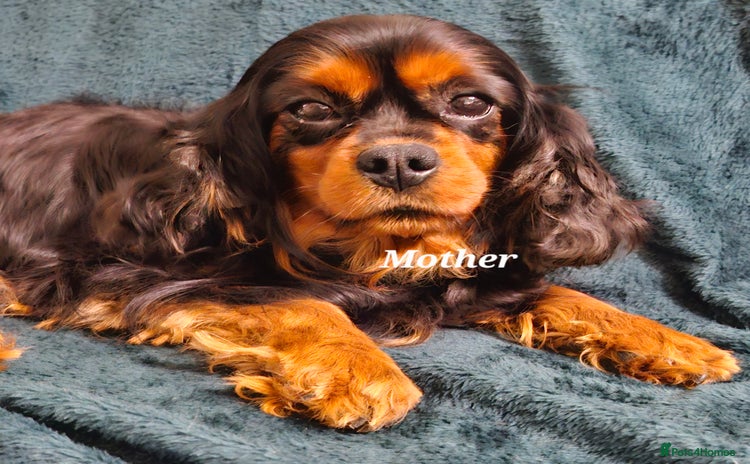 Cavapoo dogs - Advert 1